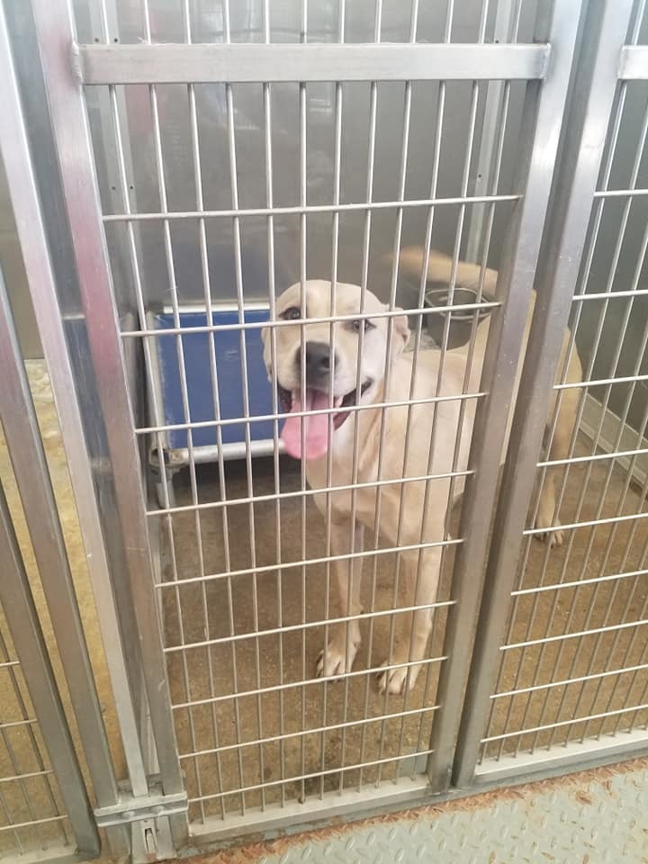 Picture from Shelter Visit 2018